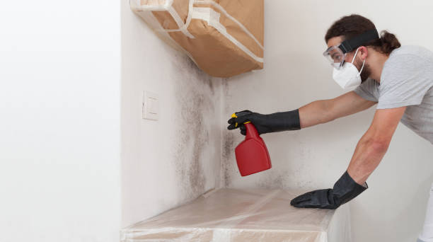 Professional Basement Mold Remediation technician working in Preston, TX
