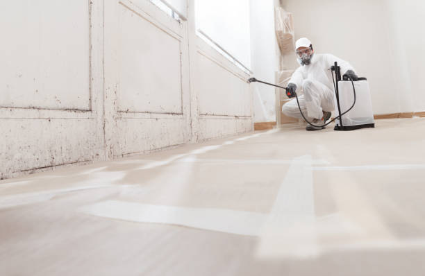 24/7 Emergency Basement Mold Remediation experts in Preston, TX