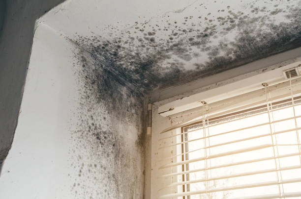 Affordable Basement Mold Remediation solutions in Preston, TX