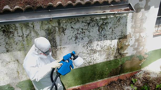 Top rated local Basement Mold Remediation specialists in Preston, TX